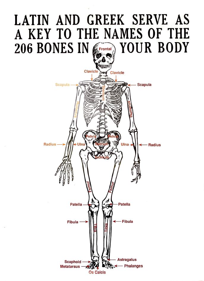 Latin and Greek Skeleton Poster