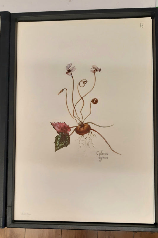 Wild Flowers of Cyprus