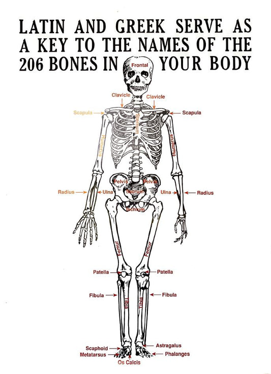 Latin and Greek Skeleton Poster